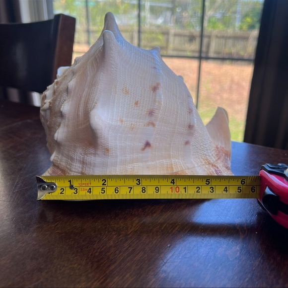 Cassis Cornuta Queen Horned Helmet Shell - Picture 8 of 16